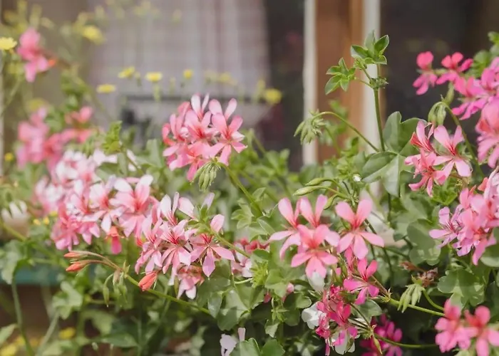 Apartment Sieglgut *